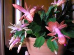 85 Schlumbergera x buckleyi-2.JPG