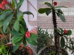 54  Euphorbia milii.jpg