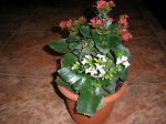 68 Kalanchoe blossfeldiana 700.jpg