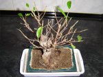 Bonsai2.jpg