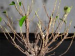 Bonsai3.jpg