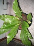 Imagen 214-small.jpg