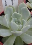 Echeveria_sanchezMEJORADAE.JPG