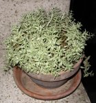 Imagen 223 - small.jpg