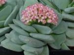 CRASSULA X MORGANS PINK.JPG