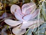 10_Crassula_Perle-von-Nurnberg.JPG