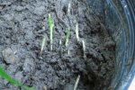 butia del 4-12.jpg
