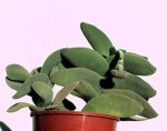 crassula_morgans_beauty_jpg.jpg