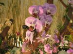 Floralia III 105.jpg
