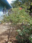 starr_011104_0041_caesalpinia_pulcherrima.jpg