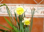 DSC05132 p e.JPG
