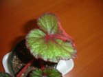 DSC02343a.JPG