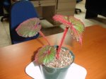 DSC02350a.JPG