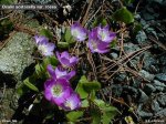 oxalis_acetosella_rosea.jpg