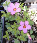 oxalis callosa.JPG