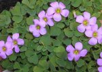 oxalis zeekoevleyensis -1.JPG