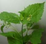 guasca_small2.jpg