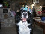 pets 00330x30.JPG