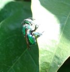 mosca abeja.JPG