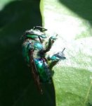abeja mosca.JPG