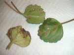 hojas enfermas.JPG