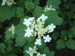flormundillo2.jpg
