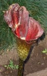 Bulbacea_flor.jpg