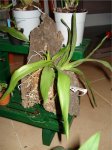 Oncidium en tronco.jpg