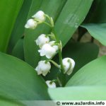 convallaria-majalis.jpg
