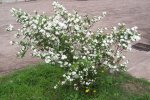 spiraea_cantoniensis.jpg