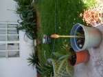 infojardin 034.jpg