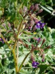 borago.JPG