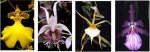 pedido orquideas.jpg