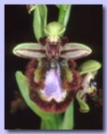 ciliata1_thm.jpg