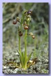 ciliata3_thm.jpg