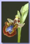 ciliata4_thm.jpg