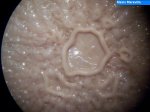 Bacteries 001.jpg