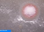 Bacteries 003.jpg