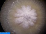 Bacteries 009.jpg