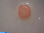 Bacteries 008.jpg