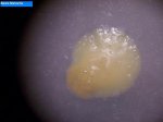 Bacteries 002.jpg