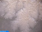 Bacteries 004.jpg