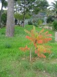 DSC02395.JPG