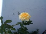 infojardin 032.jpg