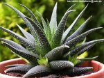 Haworthia fasciata0.jpg