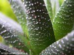 Haworthia fasciata5.jpg