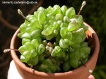 Haworthia cooperii.jpg
