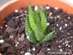 Haworthia ??.jpg