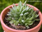Haworthia ?.jpg