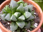 Haworthia.jpg